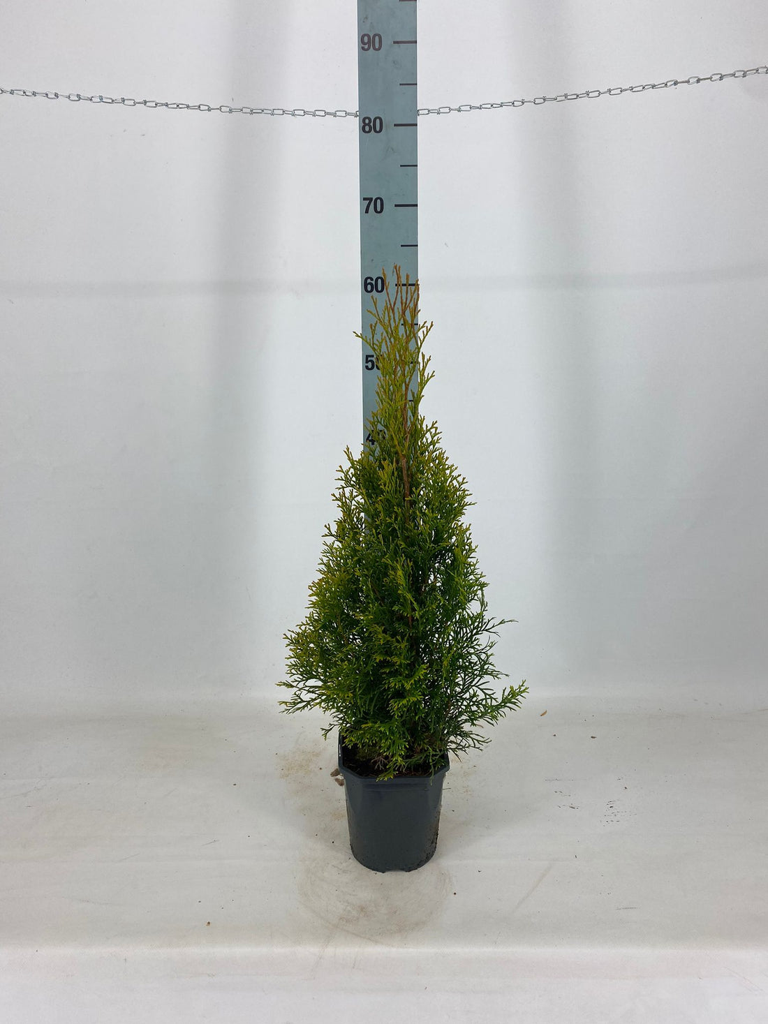 Thujor Smaragd ; 40-60 cm 2 L kruka