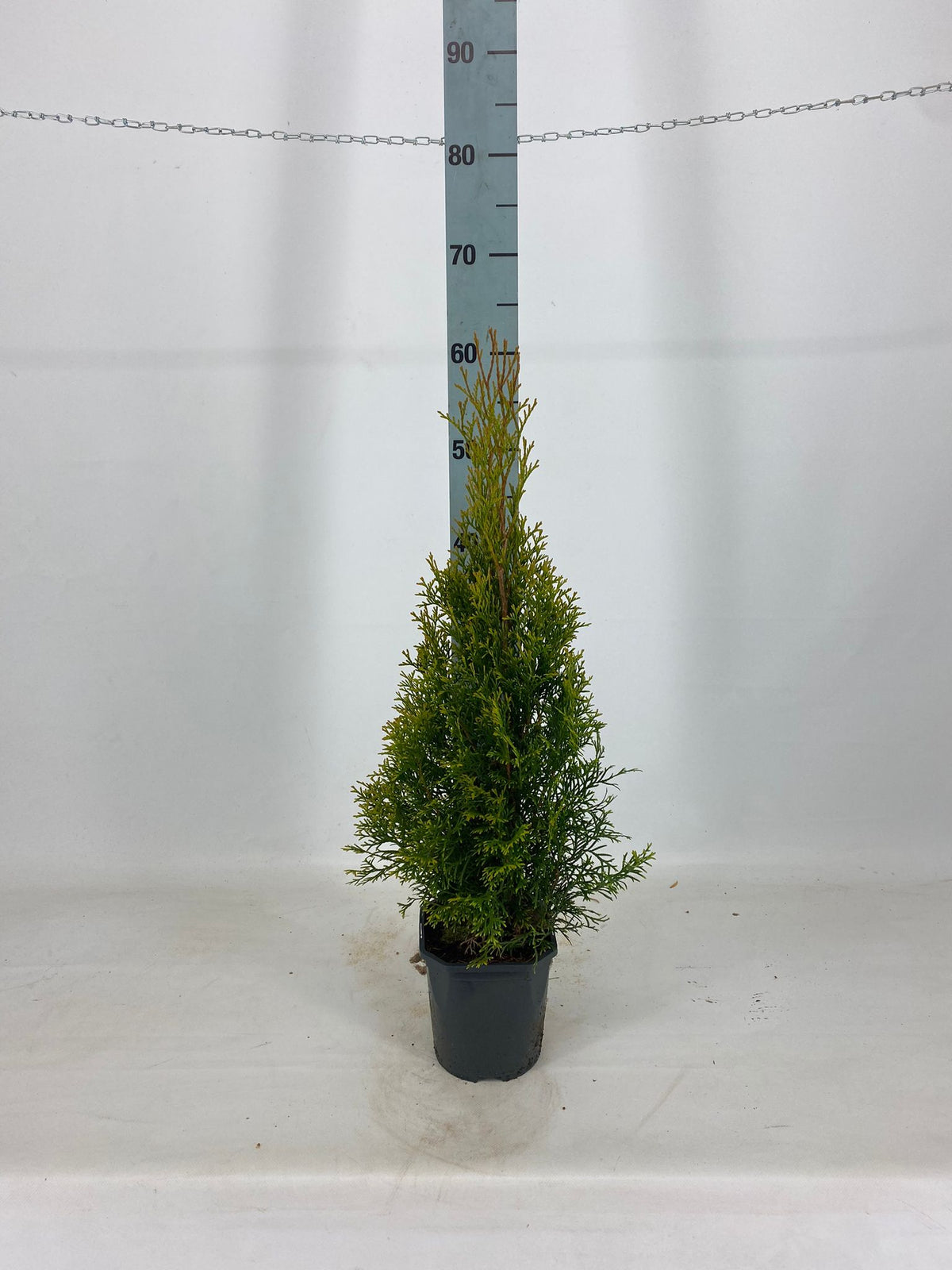 Thujor Smaragd ; 40-60 cm 2 L kruka