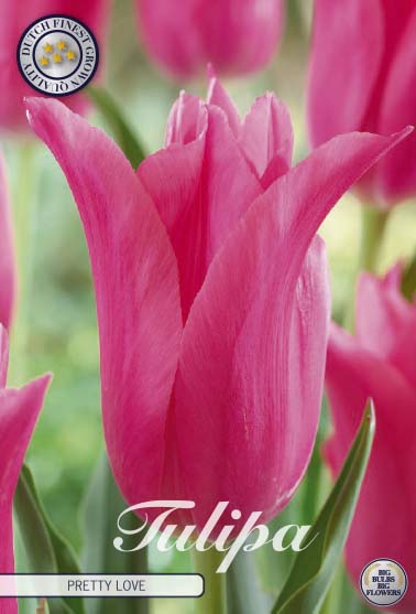 Tulpan Pretty Love – hel förpackningsbild med blomman, 7-pack. Från Svedberga Plantskola