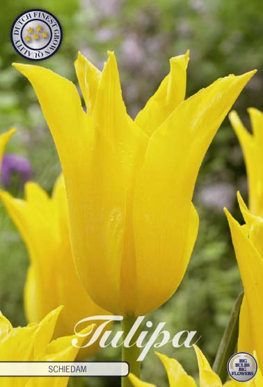 Tulpan Schiedam – hel förpackningsbild med blomman, 7-pack. Från Svedberga Plantskola