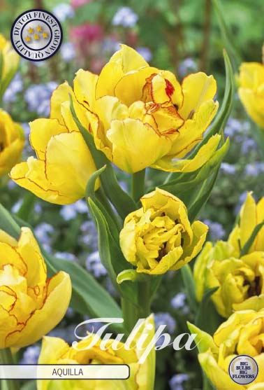 Tulpan Aquilla – hel förpackningsbild med blomman, 7-pack. Från Svedberga Plantskola