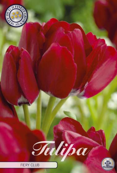 Tulpan Fiery Club – hel förpackningsbild med blomman, 7-pack. Från Svedberga Plantskola