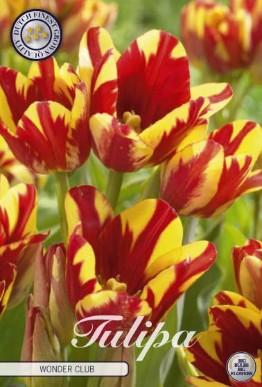 Tulpan Wonder Club – hel förpackningsbild med blomman, 7-pack. Från Svedberga Plantskola