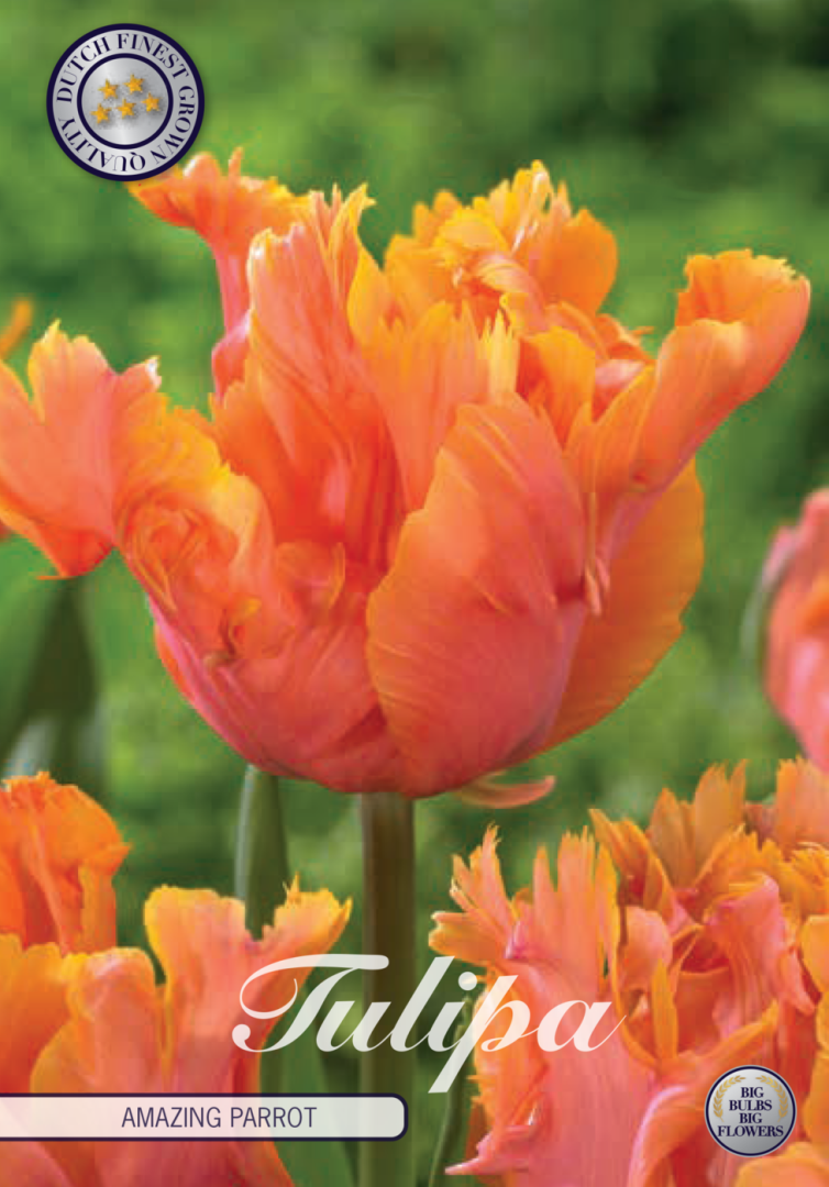 Tulpan Amazing Parrot – hel förpackningsbild med blomman, 7-pack. Från Svedberga Plantskola