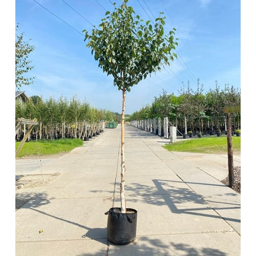 Kinesisk björk - albosinensis 'Fascination'  - Stammens omkrets 14-16 cm, höjd 3,5-4 meter,  HS, CONT