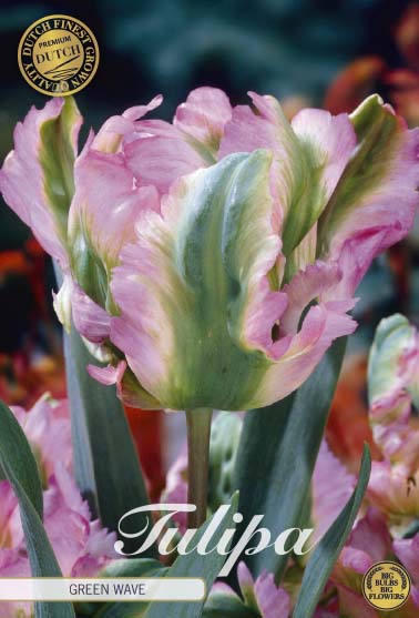 Tulpan Green Wave (premium) – hel förpackningsbild med blomman, 7-pack. Från Svedberga Plantskola