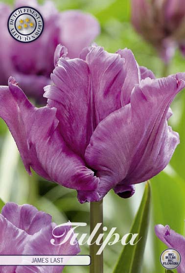 Tulpan James Last – hel förpackningsbild med blomman, 7-pack. Från Svedberga Plantskola