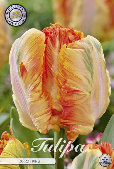 Tulpan Parrot King – hel förpackningsbild med blomman, 7-pack. Från Svedberga Plantskola