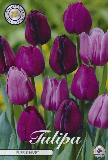 Tulpan Purple Heart – hel förpackningsbild med blomman, 10-pack. Från Svedberga Plantskola