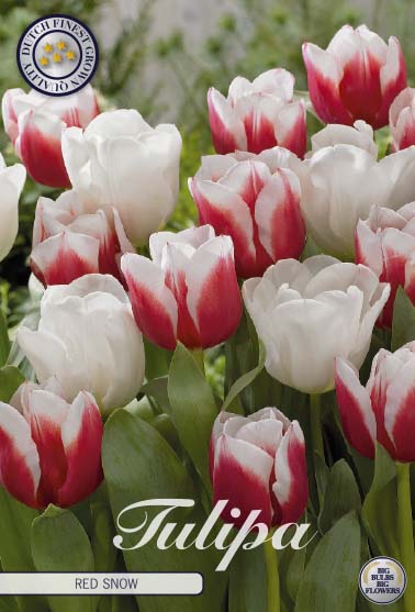 Tulpan Red Snow – hel förpackningsbild med blomman, 10-pack. Från Svedberga Plantskola