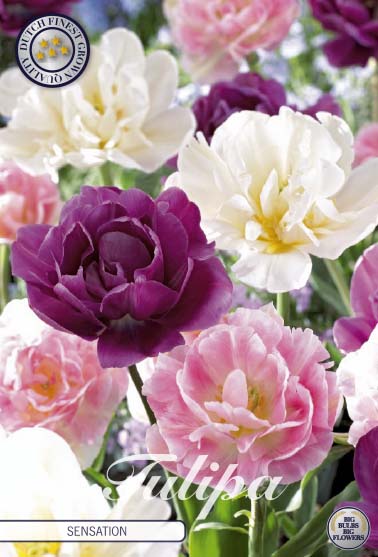 Tulpan Sensation – hel förpackningsbild med blomman, 10-pack. Från Svedberga Plantskola