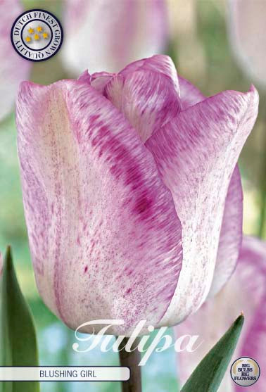 Tulpan Blushing Girl – hel förpackningsbild med blomman, 7-pack. Från Svedberga Plantskola