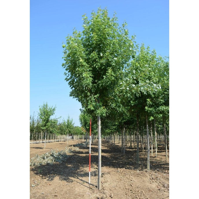 Smalkronig silverlönn - Acer saccharinum 'Pyramidale'  - Stammens omkrets 20-25 cm, höjd 4-4,5 meter,   HS,