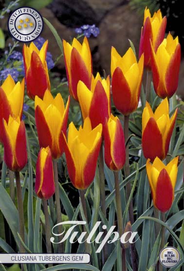 Tulpan Clusiana Tubergens Gem – hel förpackningsbild med blomman, 10-pack. Från Svedberga Plantskola
