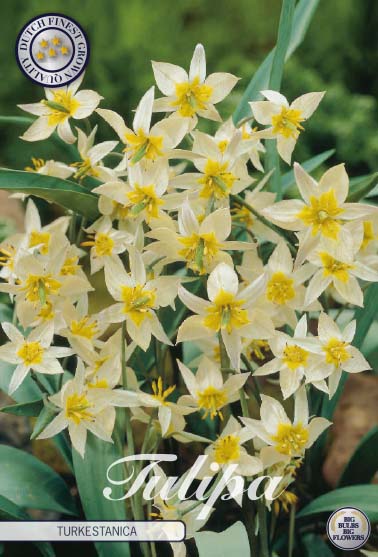 Tulpan Turkestanica – hel förpackningsbild med blomman, 10-pack. Från Svedberga Plantskola