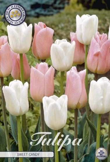 Tulpan Sweet Candy – hel förpackningsbild med blomman, 10-pack. Från Svedberga Plantskola