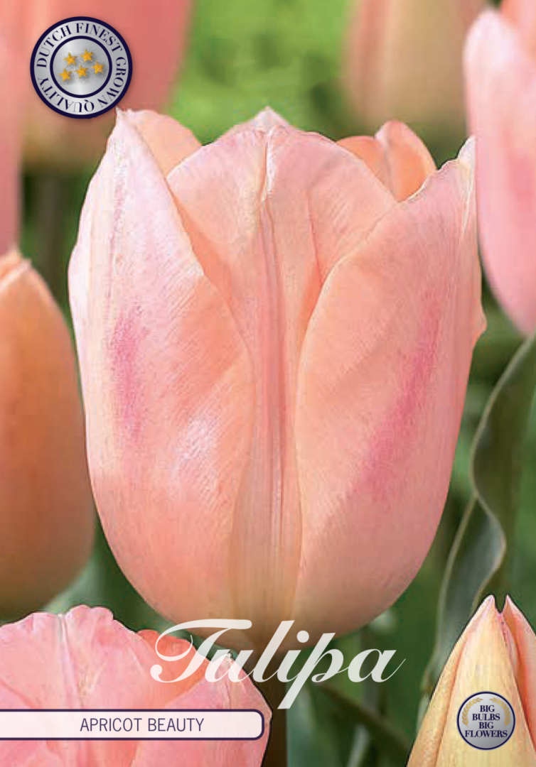 Tulpan Apricot Beauty – hel förpackningsbild med blomman, 7-pack. Från Svedberga Plantskola