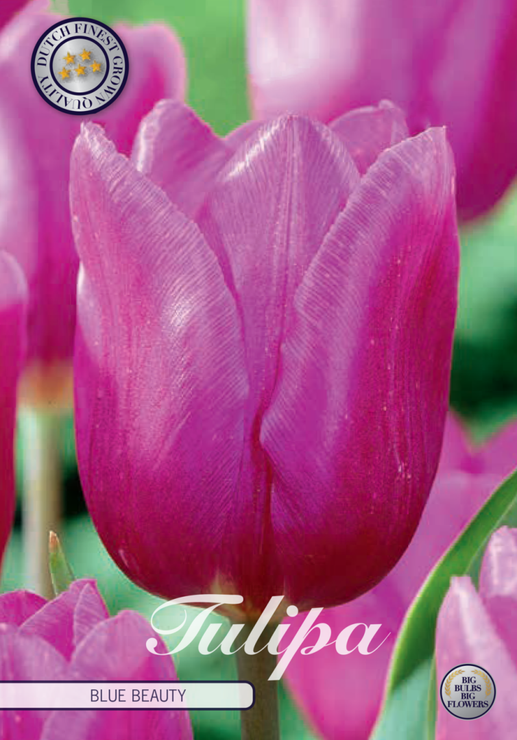 Tulpan Blue Beauty – hel förpackningsbild med blomman, 10-pack. Från Svedberga Plantskola
