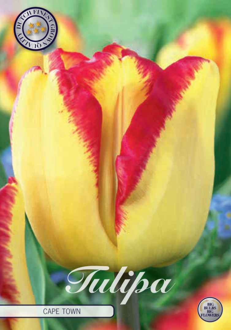 Tulpan Cape Town – hel förpackningsbild med blomman, 10-pack. Från Svedberga Plantskola