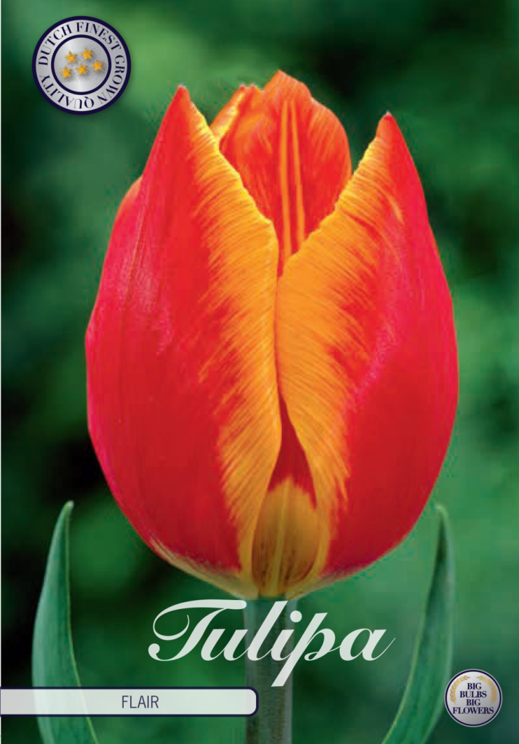 Tulpan Flair – hel förpackningsbild med blomman, 10-pack. Från Svedberga Plantskola
