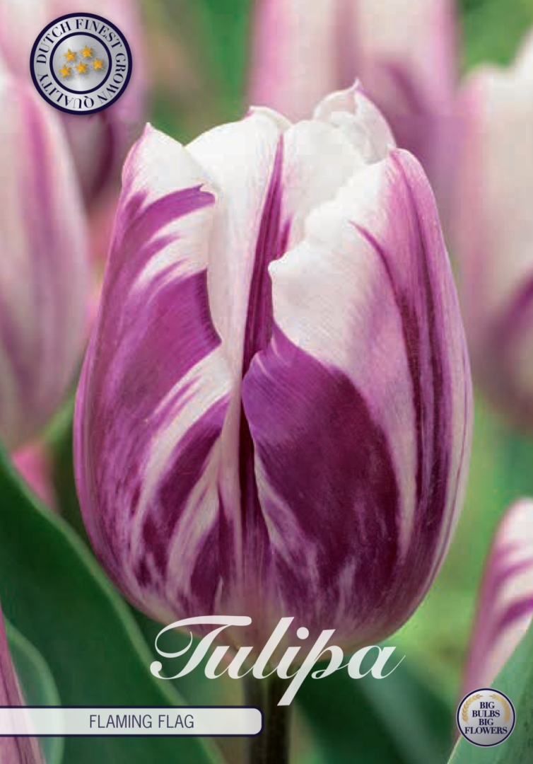 Tulpan Flaming Flag – hel förpackningsbild med blomman, 10-pack. Från Svedberga Plantskola