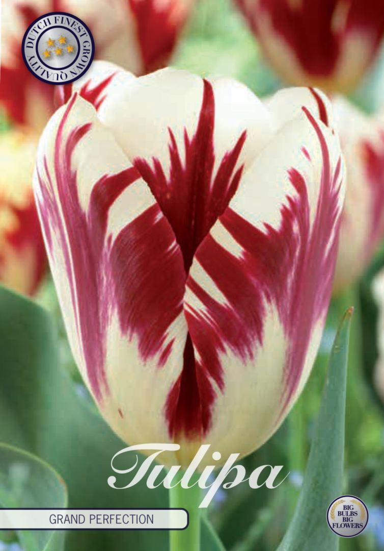 Tulpan Grand Perfection – hel förpackningsbild med blomman, 10-pack. Från Svedberga Plantskola
