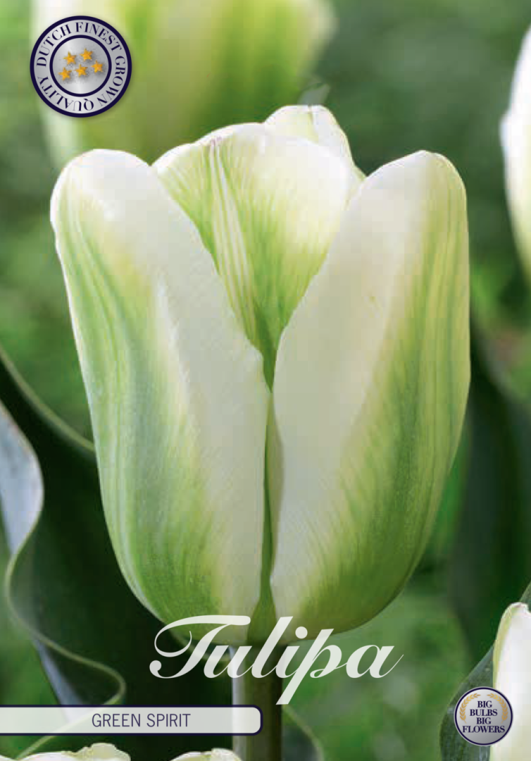 Tulpan Green Spirit – hel förpackningsbild med blomman, 7-pack. Från Svedberga Plantskola