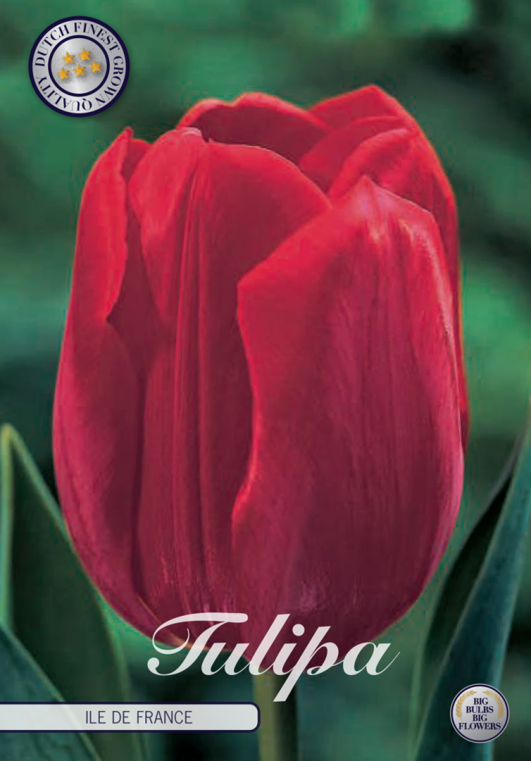 Tulpan Ile de France – hel förpackningsbild med blomman, 10-pack. Från Svedberga Plantskola