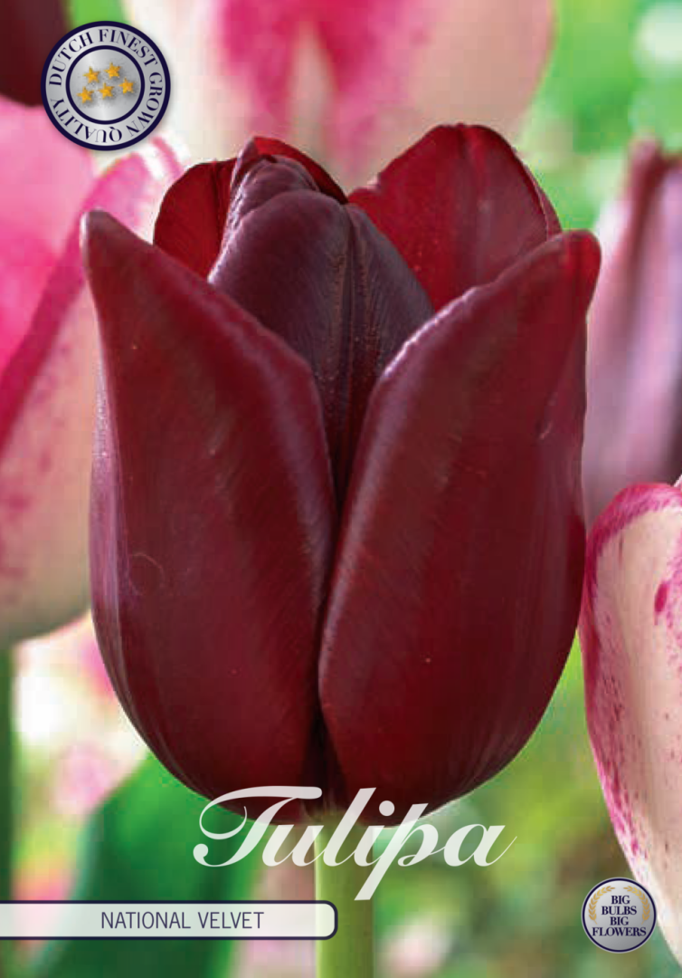 Tulpan National Velvet – hel förpackningsbild med blomman, 7-pack. Från Svedberga Plantskola