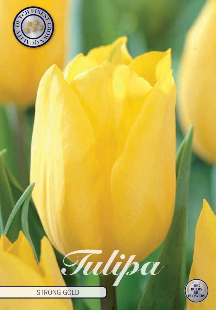 Tulpan Strong Gold – hel förpackningsbild med blomman, 10-pack. Från Svedberga Plantskola