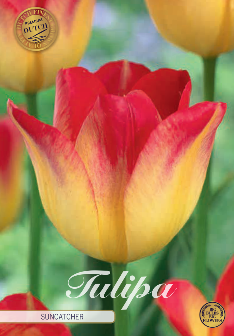 Tulpan Suncatcher (premium) – hel förpackningsbild med blomman, 7-pack. Från Svedberga Plantskola