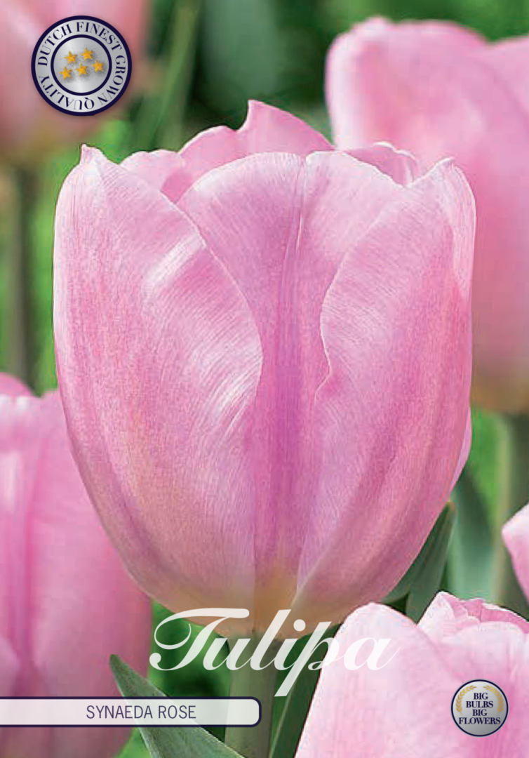 Tulpan Synade Amor – hel förpackningsbild med blomman, 10-pack. Från Svedberga Plantskola