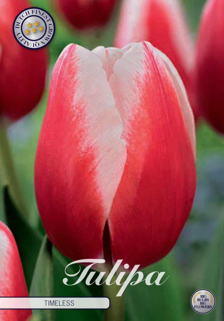 Tulpan Timeless – hel förpackningsbild med blomman, 7-pack. Från Svedberga Plantskola
