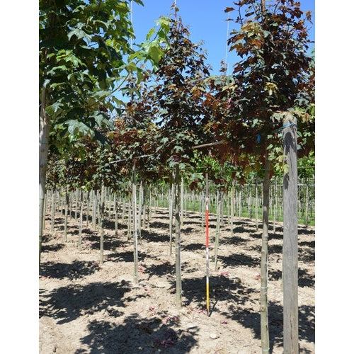 Tysklönn - Acer pseudoplatanus 'Atropurpureum'  - Stammens omkrets 16-18 cm, höjd 3,5-4 meter,   HS,