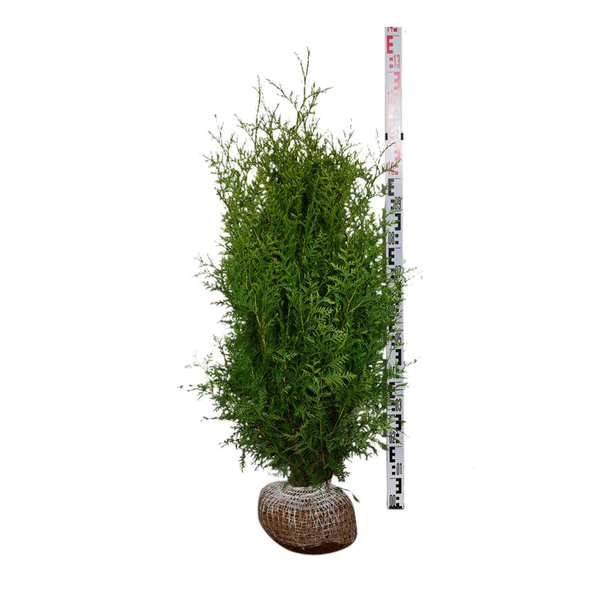 Thuja Brabant -  120-140 cm