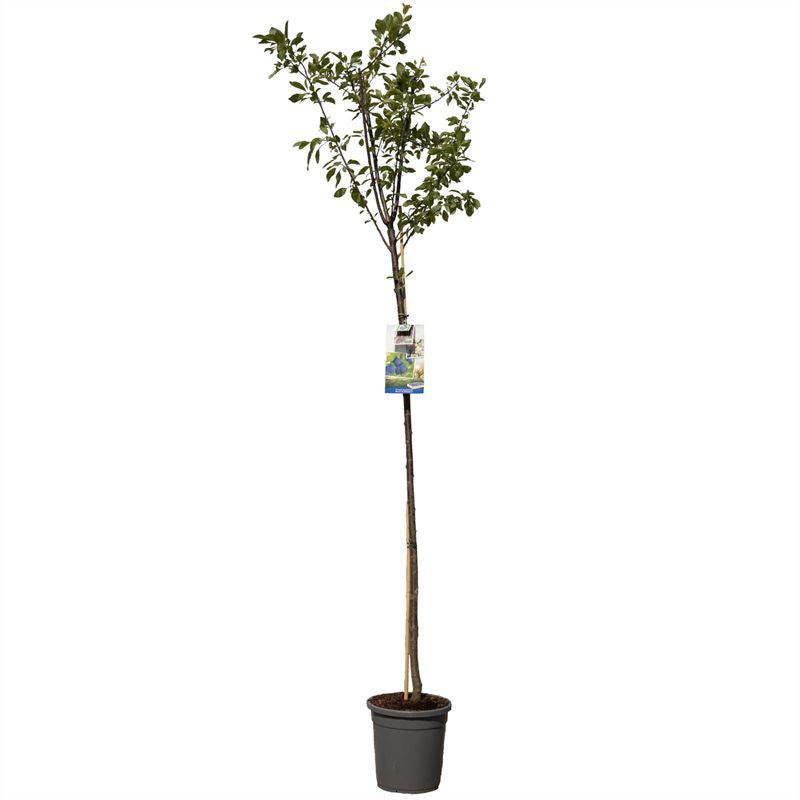 Prunus domestica &