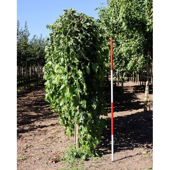 Vitt mullbär - Morus alba 'Pendula'  - Stammens omkrets 18-20 cm, höjd 4 +/- meter,   HS,