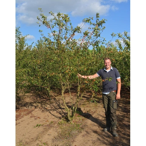 Prydnadsapel - Malus 'Professor Sprenger' 250-300 MS