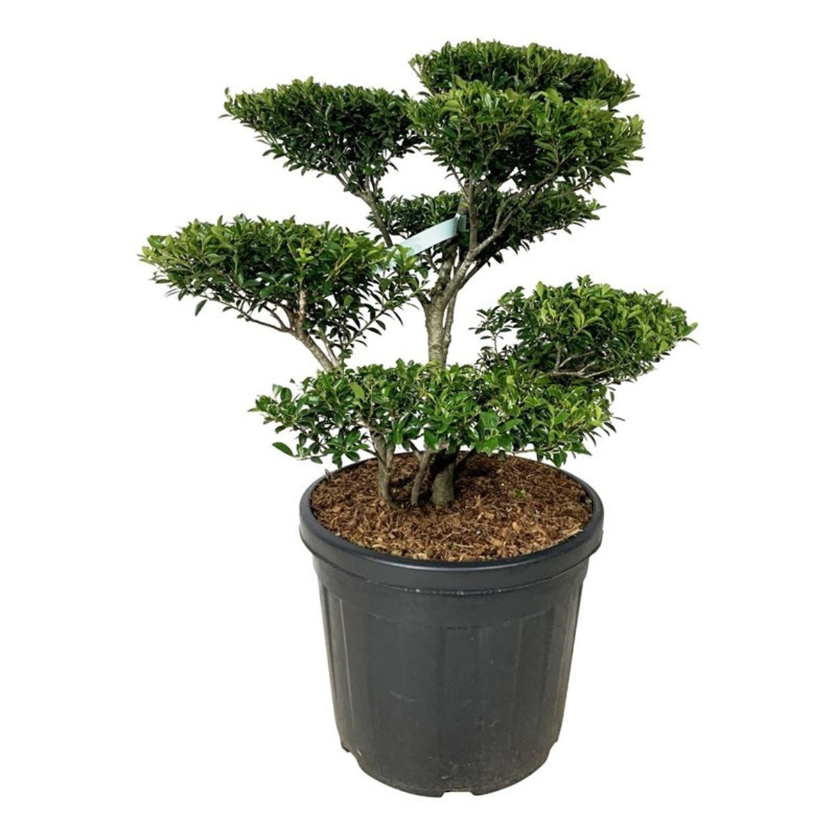 Ilex crenata &
