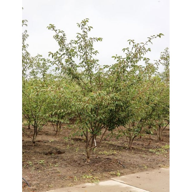 Prydnadskörsbär - Prunus &