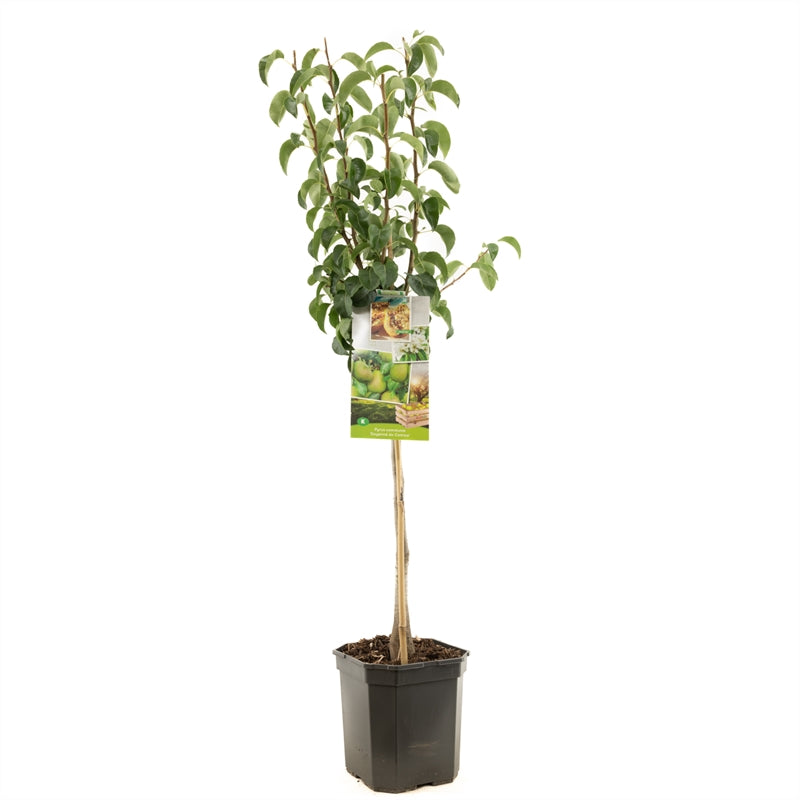 Pyrus communis &