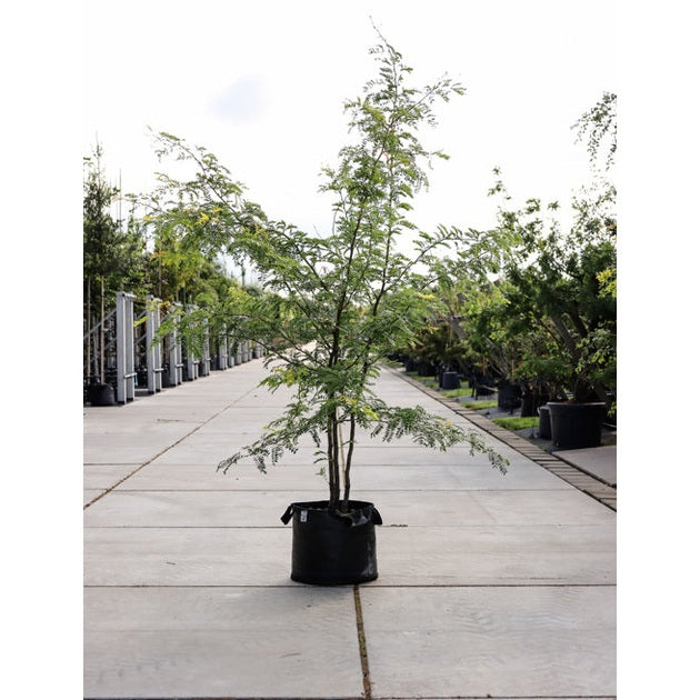 Korstörne - Gleditsia triacanthos &