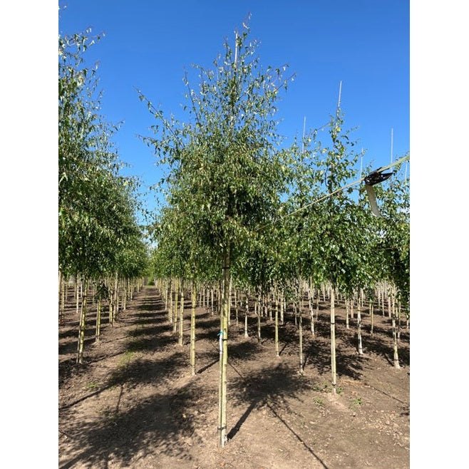 Flikbladig björk - Betula pendula 'Crispa'  - Stammens omkrets 14-16 cm, höjd 3,5-4 meter,   HS,