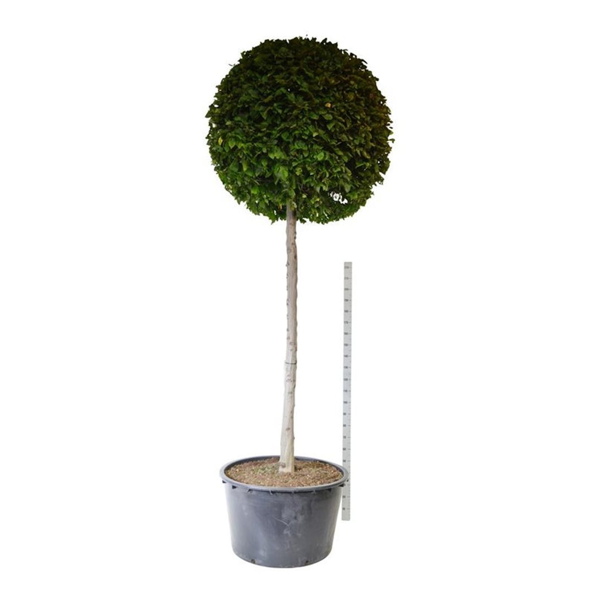 Carpinus betulus Stamträd 200 cm C500 (500 liters kruka)