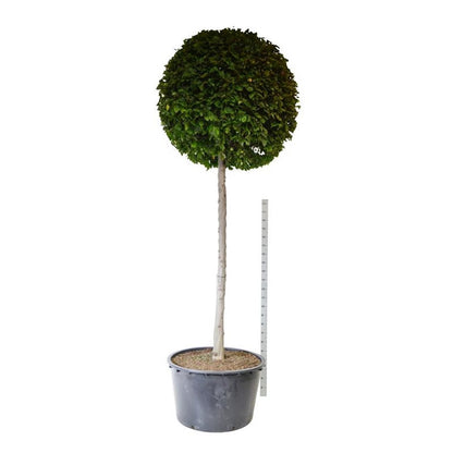 Carpinus betulus Stamträd 200 cm C500 (500 liters kruka)