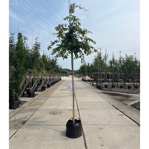 Papegojbuske - Parrotia persica  - Stammens omkrets 14-16 cm, höjd 3,5-4 meter,   HS, CONT