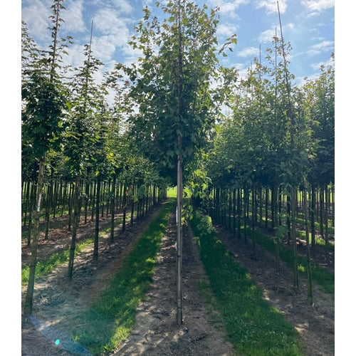 Freemanlönn - Acer freemanii &