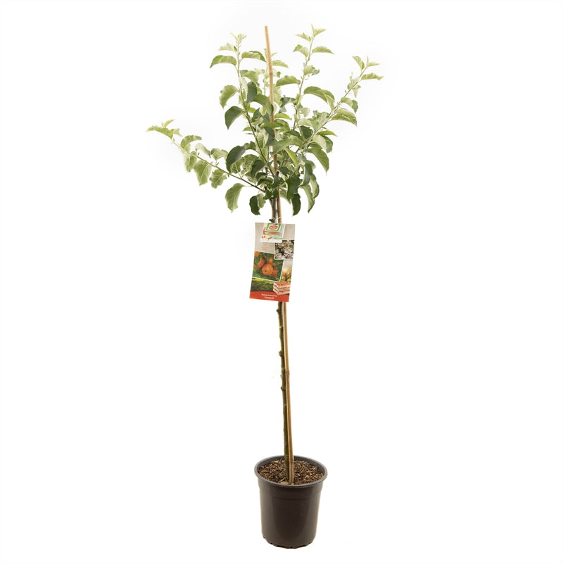 Malus domestica &