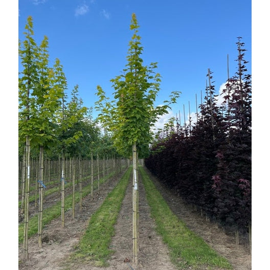 Lönn - Acer platanoides Princeton Gold 12-14  HS,