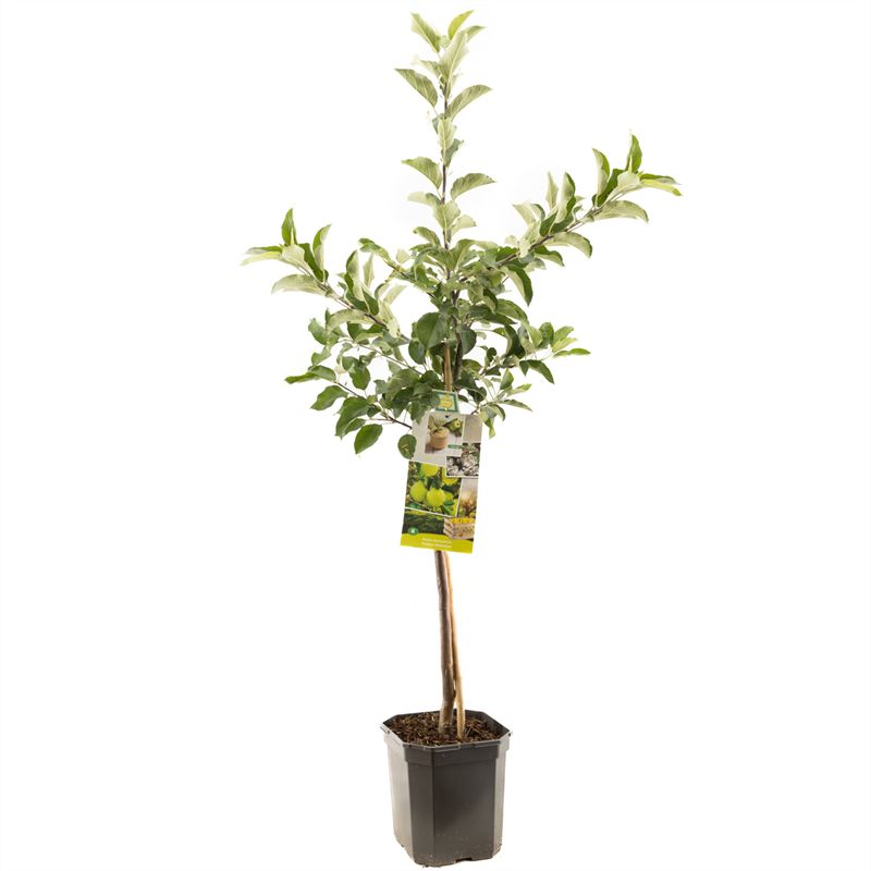 Malus domestica &
